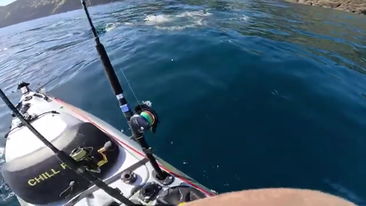 Massive Great White Shark Stalks Kayaker