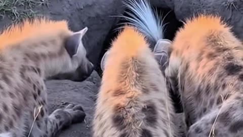 Hyena vs Porcupine Predator's Painful Mistake