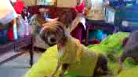 chinese crested