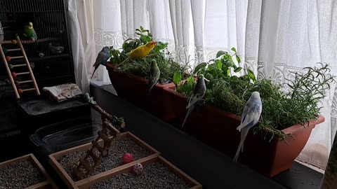 Intrepid Jungle Explorers