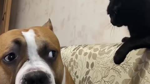 funny cats and dogs compilation nonstop laughs! 🐶😂
