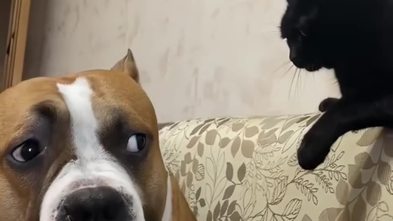 funny cats and dogs compilation nonstop laughs! 🐶😂