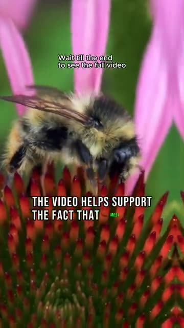 Do Bees See in Night