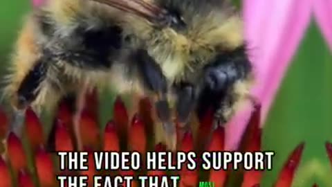 Do Bees See in Night
