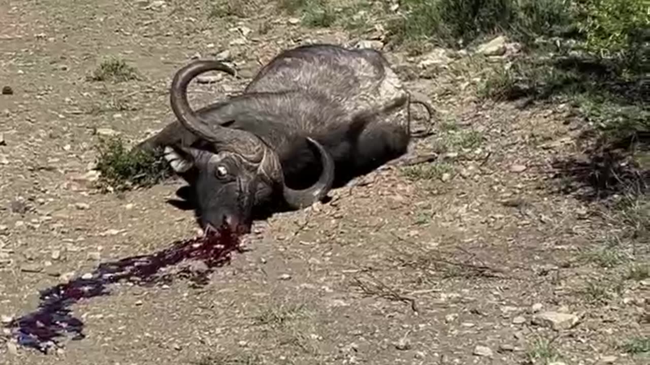 Black Death charges on Sunday morning hike up the mountain!