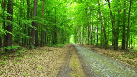 Green Radio: 24/7 Concert of Birds and Nature Sounds