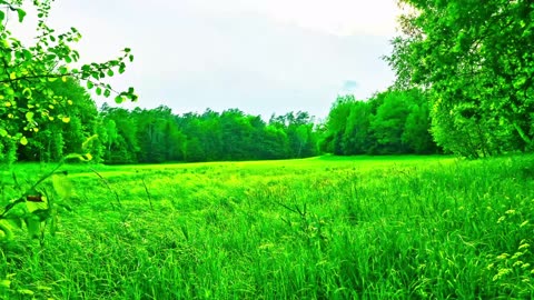 Green Radio: 24/7 Concert of Birds and Nature Sounds