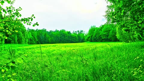 Green Radio: 24/7 Concert of Birds and Nature Sounds