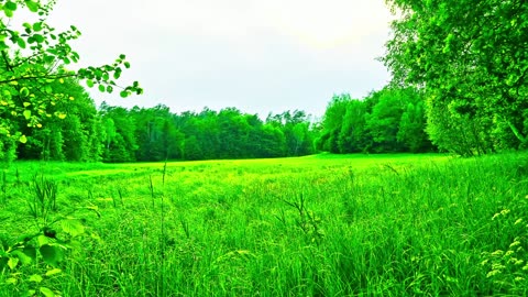 Green Radio: 24/7 Concert of Birds and Nature Sounds