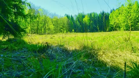 Green Radio: 24/7 Concert of Birds and Nature Sounds
