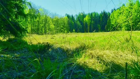 Green Radio: 24/7 Concert of Birds and Nature Sounds