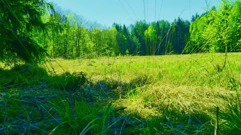 Green Radio: 24/7 Concert of Birds and Nature Sounds