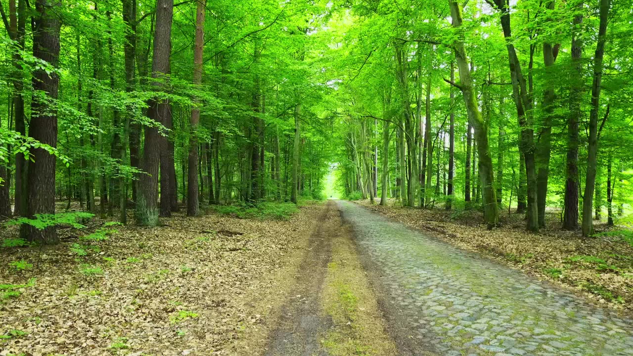 Green Radio: 24/7 Concert of Birds and Nature Sounds