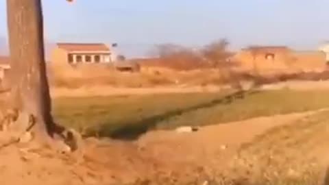 Jumping dogs