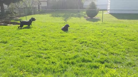 😂🐾 Zoomies are INSANELY Cute! You Won't Believe What Happens Next! | FunFM