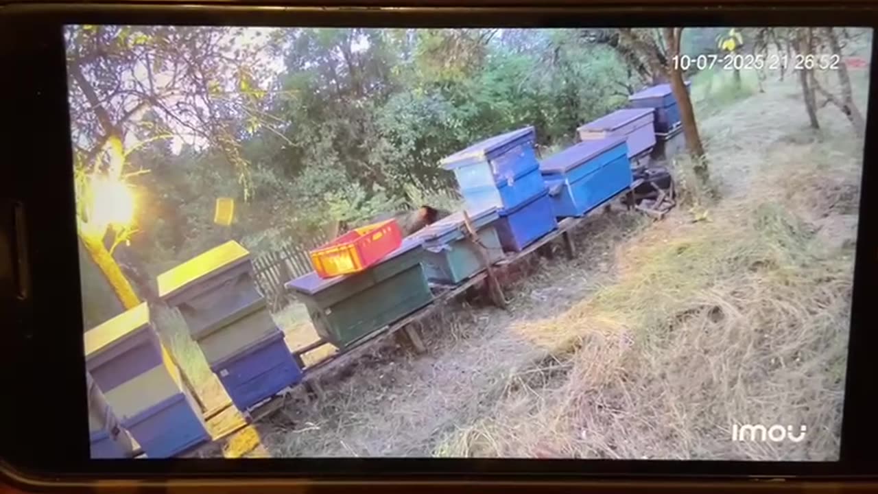 caught on camera bear stealing honey! 🐻