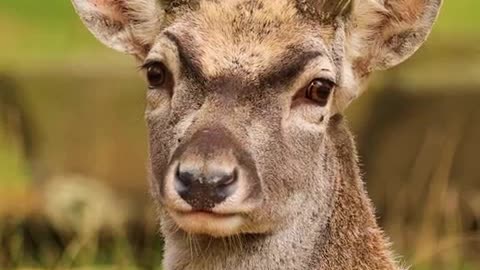 meus cnal de jogos no youtube.mp4