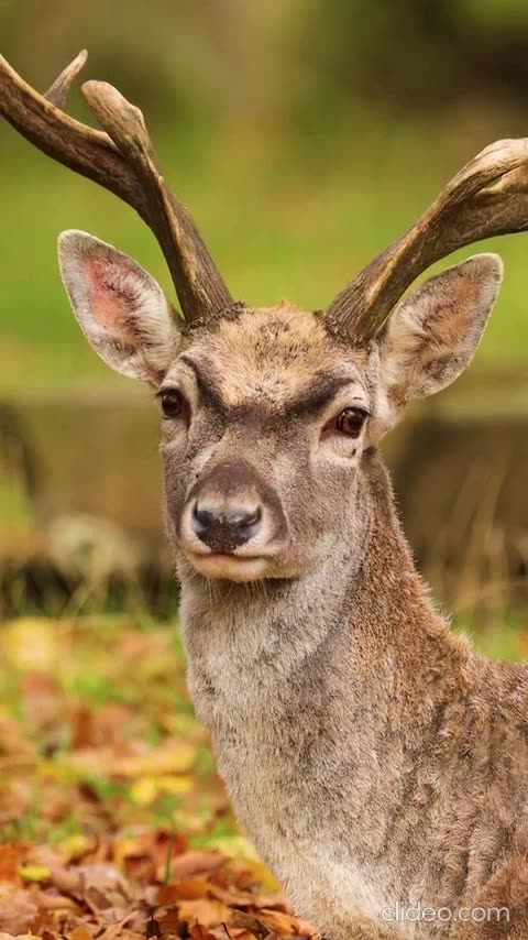 meus cnal de jogos no youtube.mp4