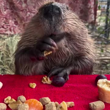 Fruits and nuts light snack