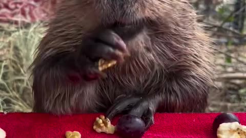 Fruits and nuts light snack