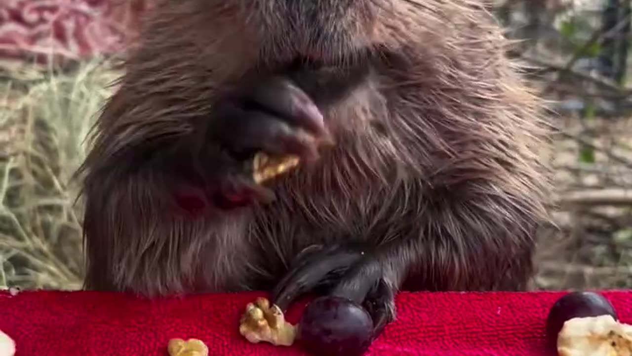 Fruits and nuts light snack