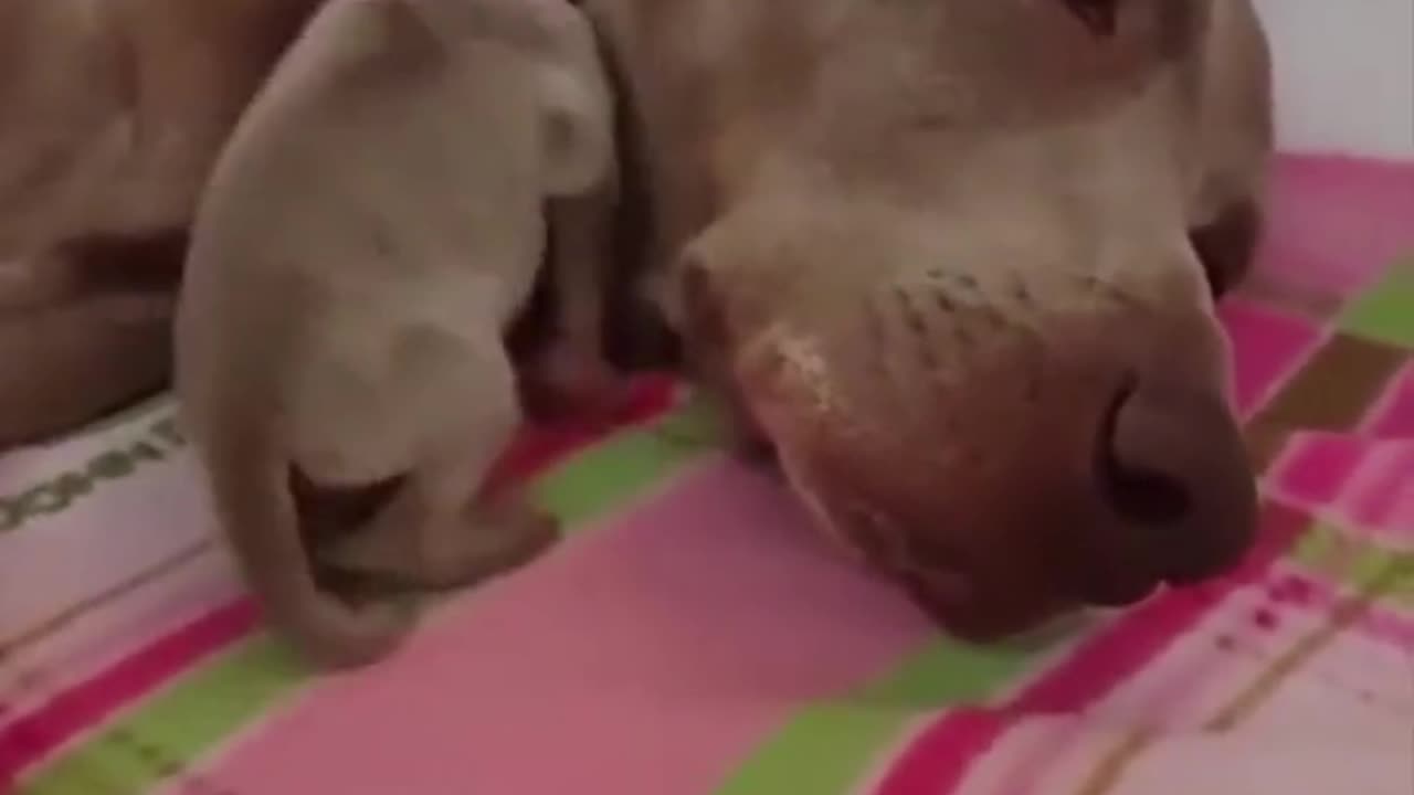 Puppy using mamma’s ear as a blanket.. 😊