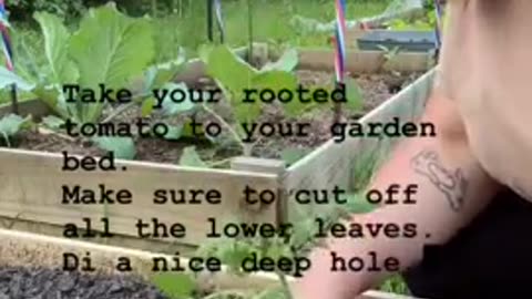 How to Grow infinite tomato plants!