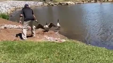 A goose defends a golf ball as if it were its egg