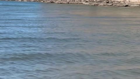 Aussie Doodle stalks Pelicans