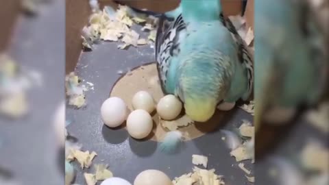 Animals That Forgot They're Animals