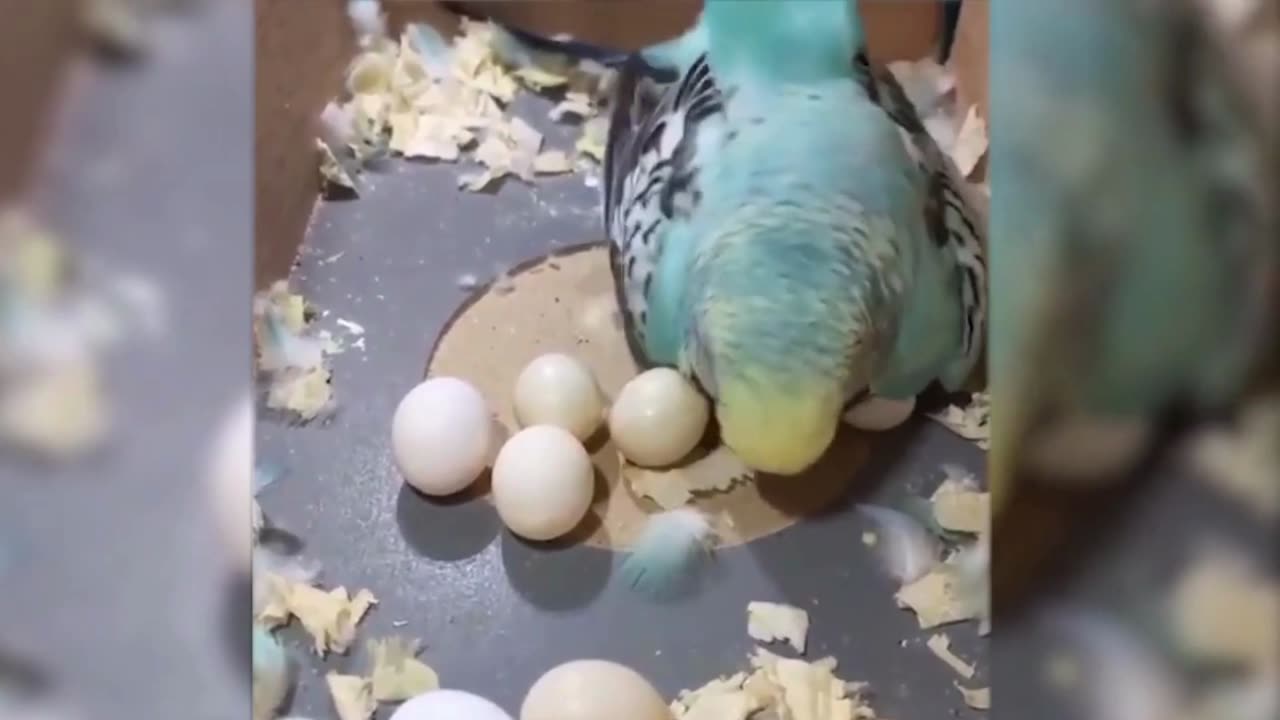 Animals That Forgot They're Animals