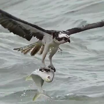 Owl saves a orca whale from drowning