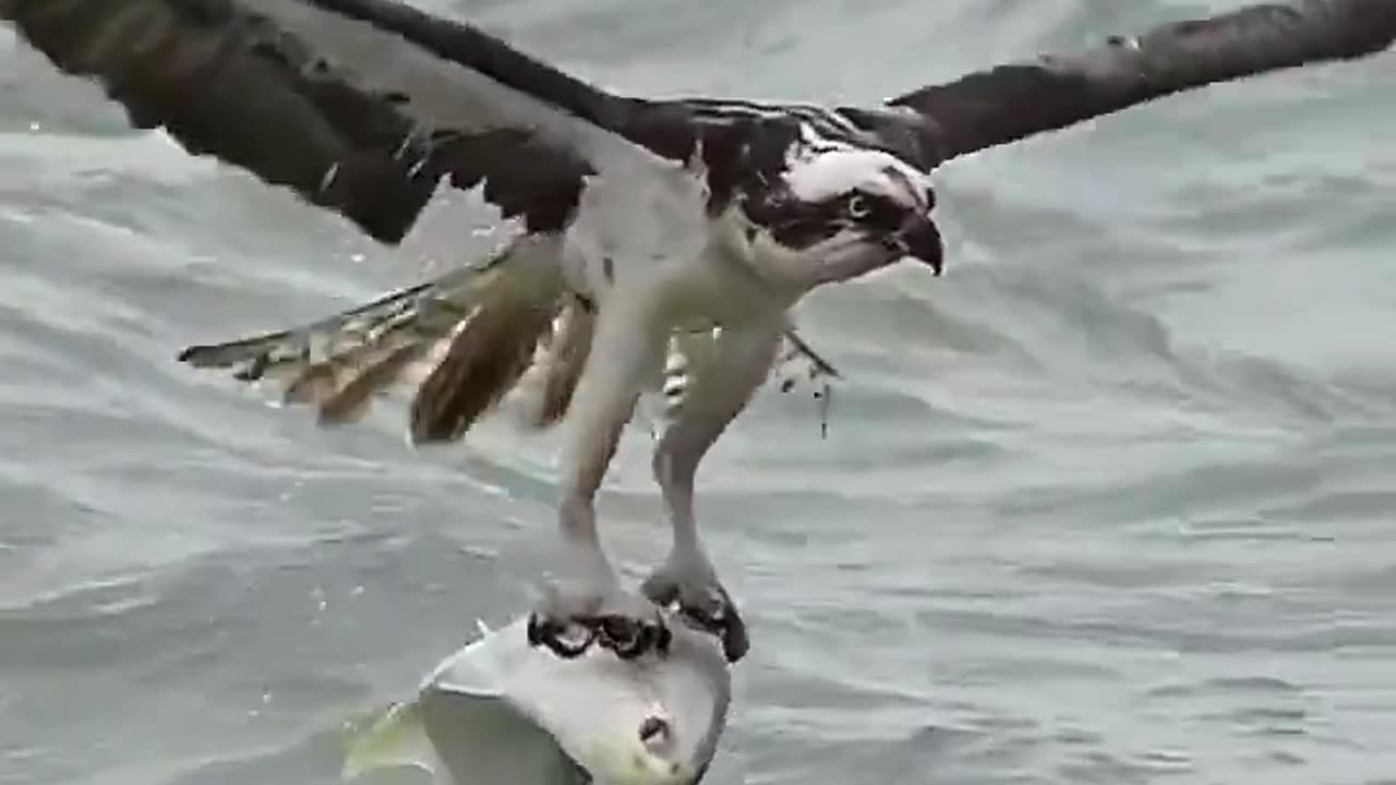 Owl saves a orca whale from drowning