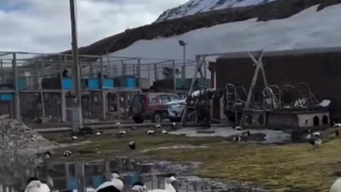 The Mike Birds Are Real