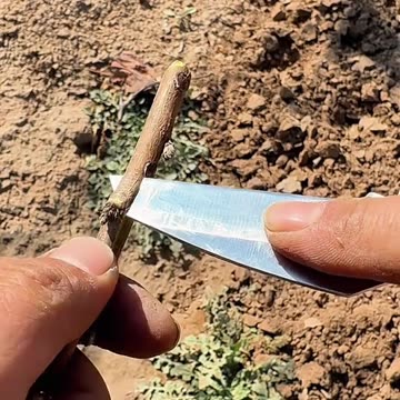 How to Breeding Part-15