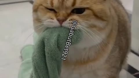 funny cat
