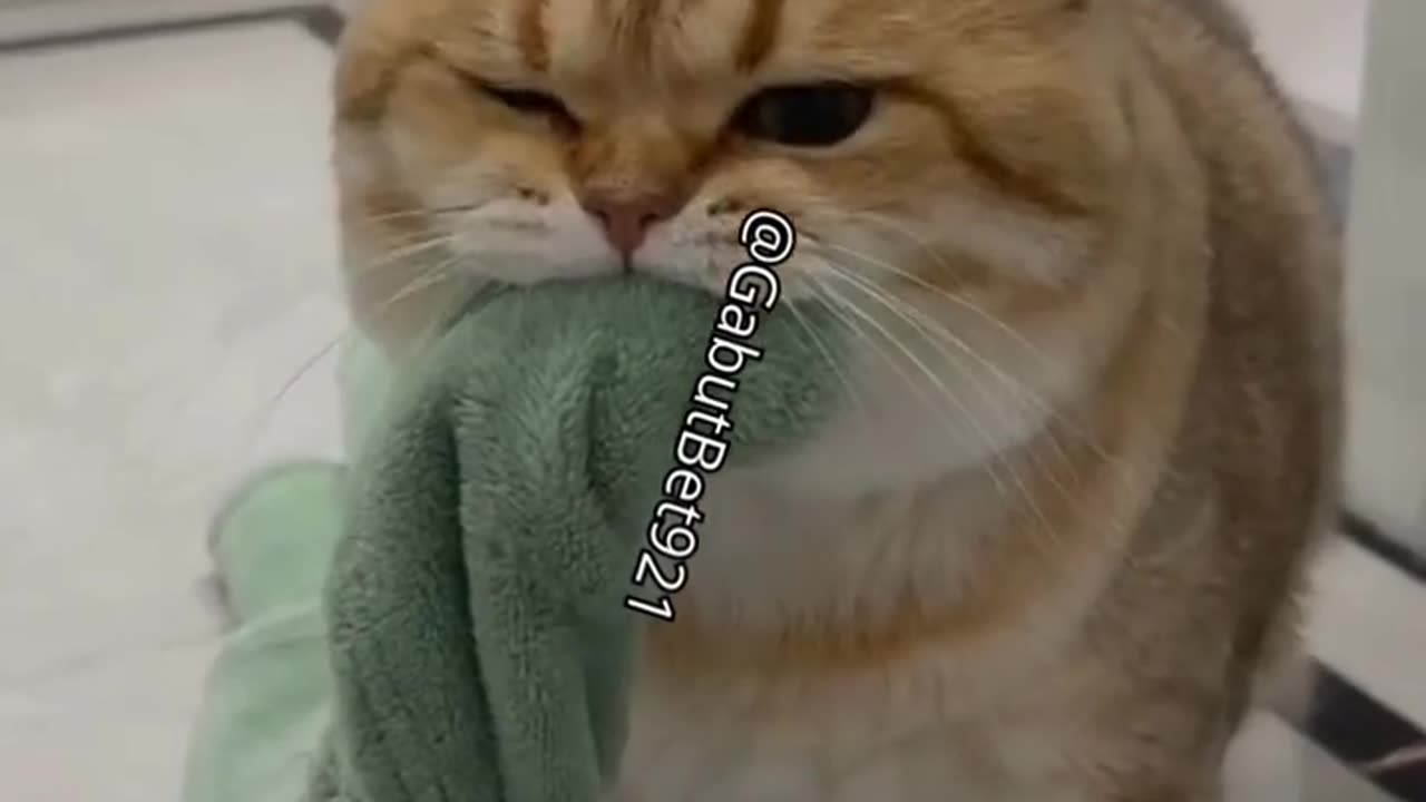 funny cat