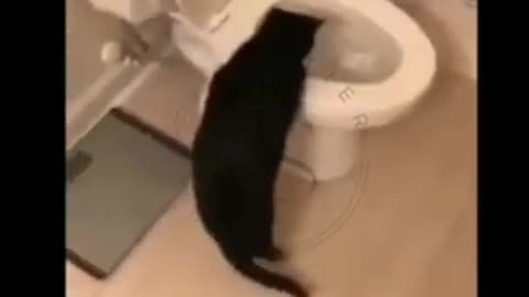 funny animal videos #youtubeshorts #funnyvideos funny cat