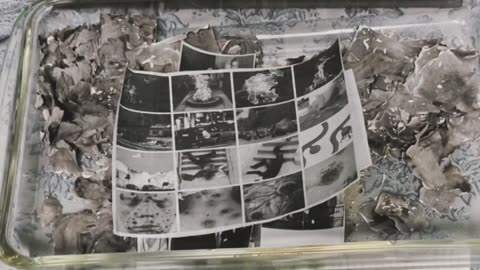 Tim Rifat TikTok Videos