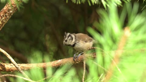 Rural Wild Birds. (WILD Rural Birds Galore!)