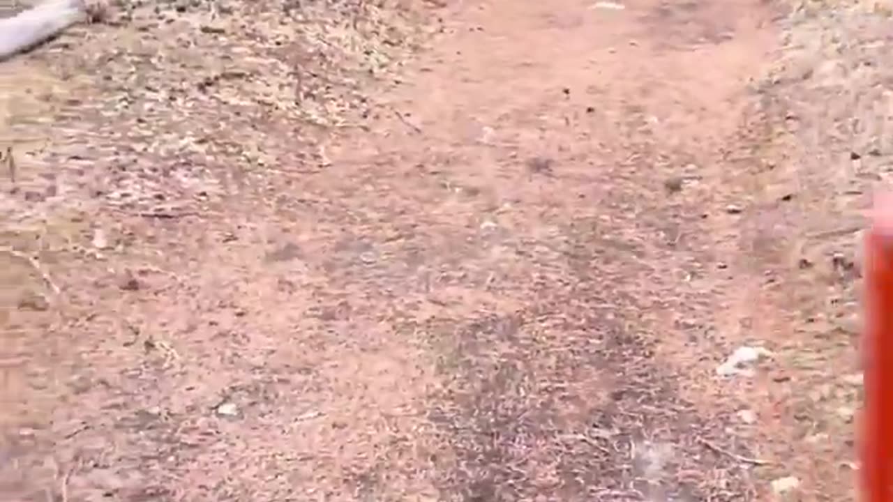 Alone in the woods, and this approaches you. What do you do?