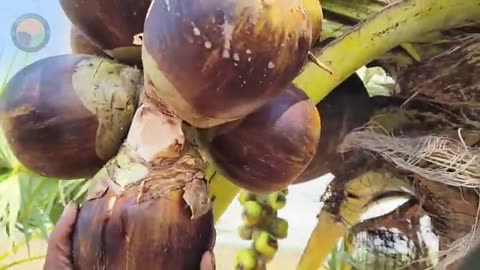 How Indian Farmers Harvest Palmyra Palms for Toddy & Process Jaggery | Farming Documentary
