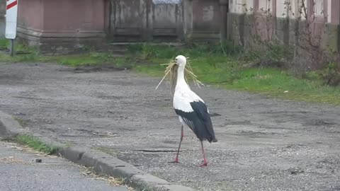 The stork cleans the streets