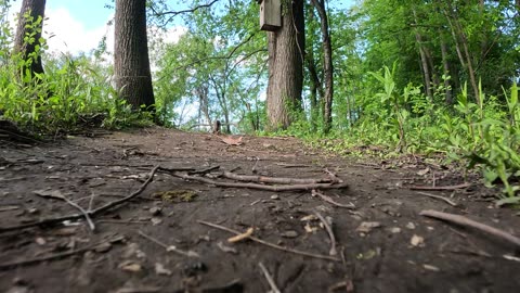 Walking on a dirt path
