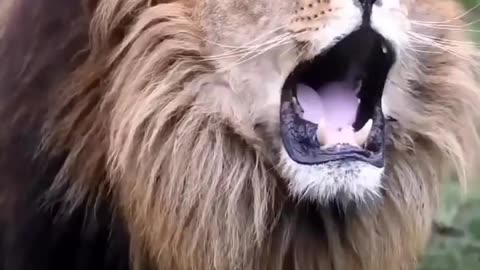 Roar of the King of Beasts