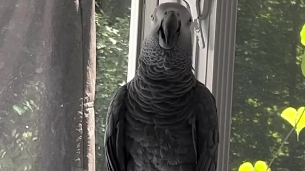 non drink!— this parrot is too funny! 😂🍷
