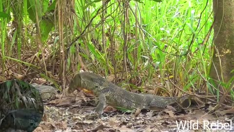 How Fierce is the Battle Between Hurters and Farms against Kolmer Dragons.