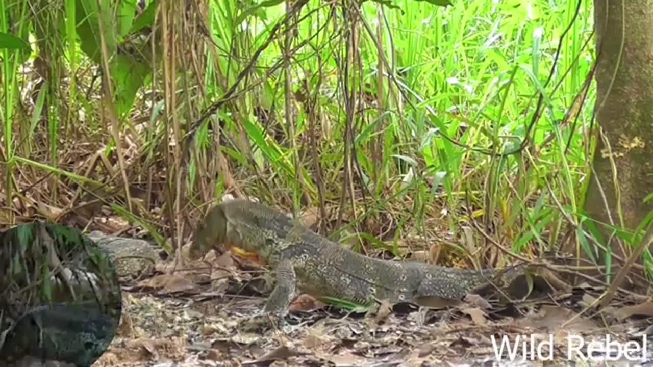 How Fierce is the Battle Between Hurters and Farms against Kolmer Dragons.