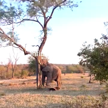 Elephant Strength Will Shock You!