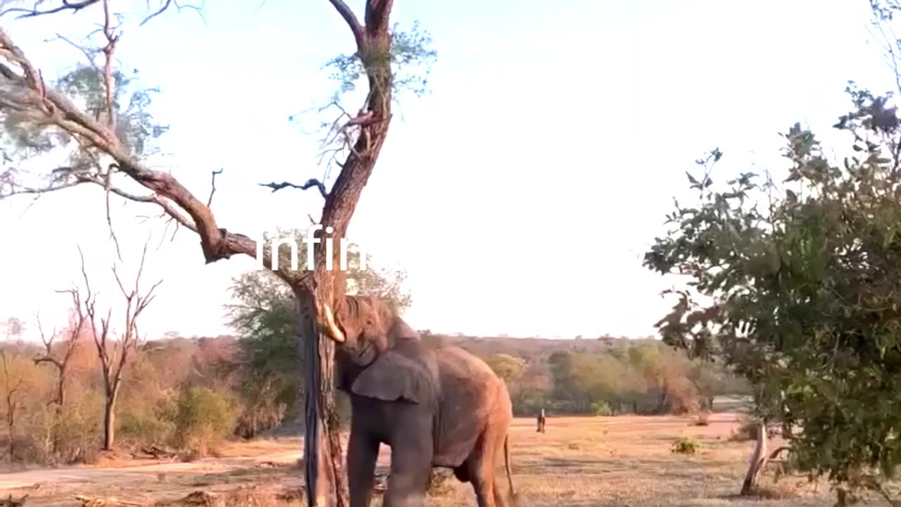 Elephant Strength Will Shock You!